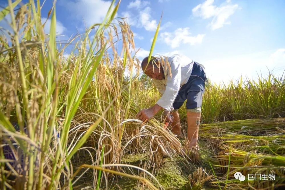 灾害频发,粮食再丰收是怎么办到的|半月谈