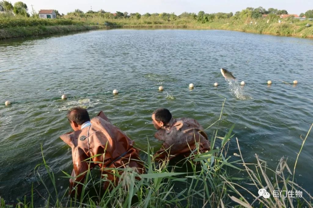 山东滨州市滨城区:盐碱涝洼地变身致富“聚宝盆”丨乡村行·看振兴