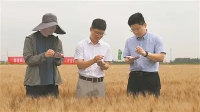 补“营养”去“病灶”,科技让粮田变“良田”