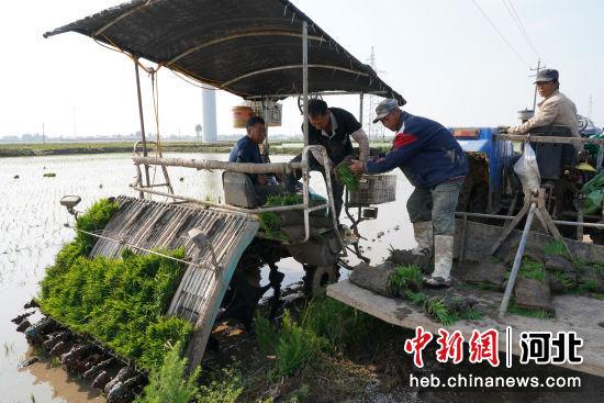 秦皇岛昌黎:盐碱地水稻插秧忙