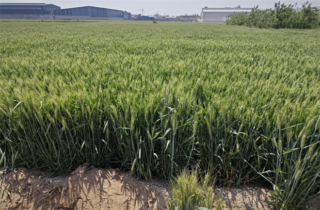 河北省市县合力改盐碱,帮农民建良田