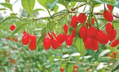 推动盐碱地综合改造利用,发展特色农业