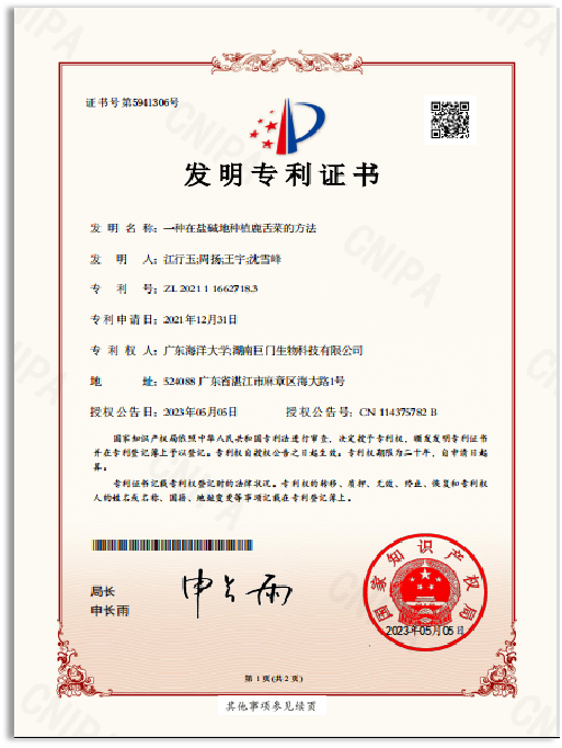 盐碱地种植鹿舌菜专利