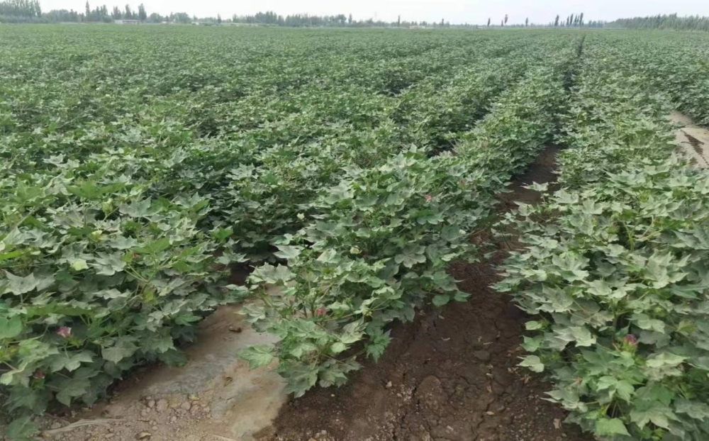 新疆阿克苏地区沙雅县棉花种植推广