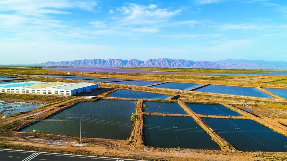 盐碱地水产养殖——盐碱地治理的新方向