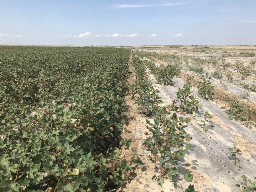 盐碱地的盐从哪里来的?