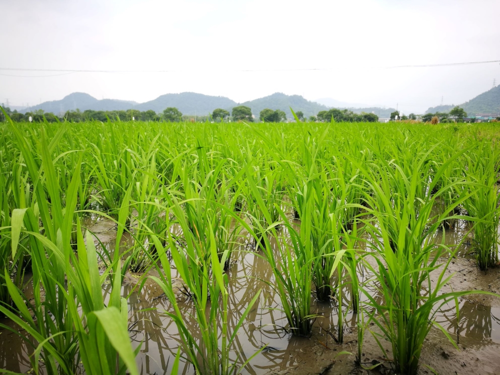 061501um56ajzydsgncn6t 061501um56ajzydsgncn6t