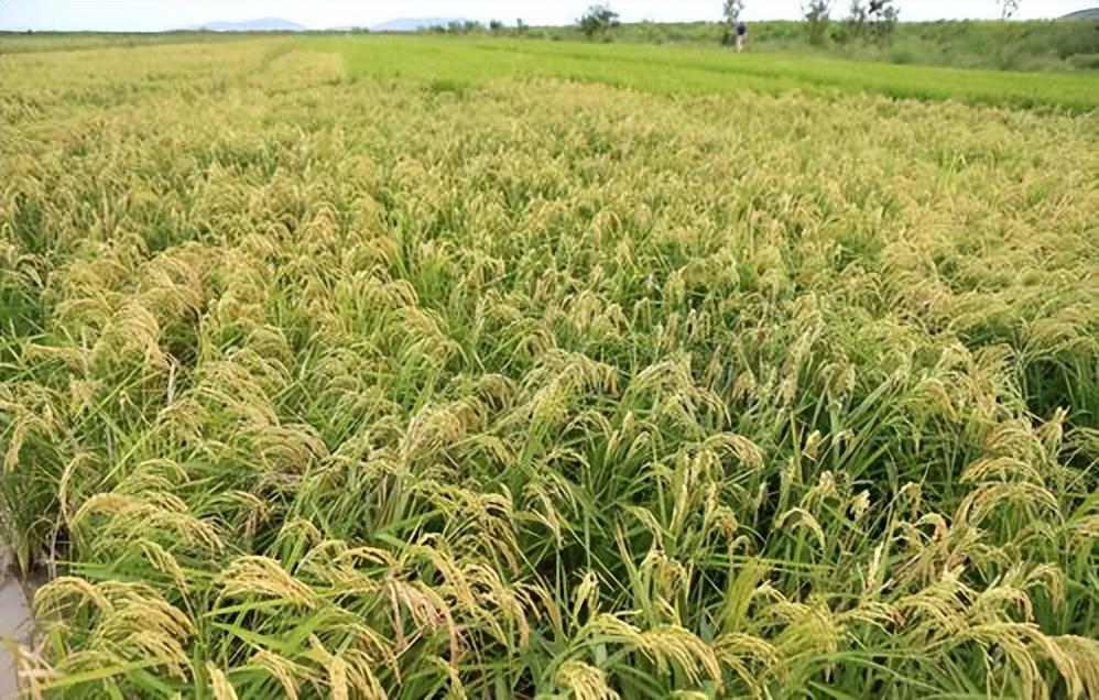 6a641a16dcc37fe9585b3f43f7342f2f 6a641a16dcc37fe9585b3f43f7342f2f